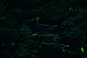 Blue Ghost Fireflies in a Zipper Line