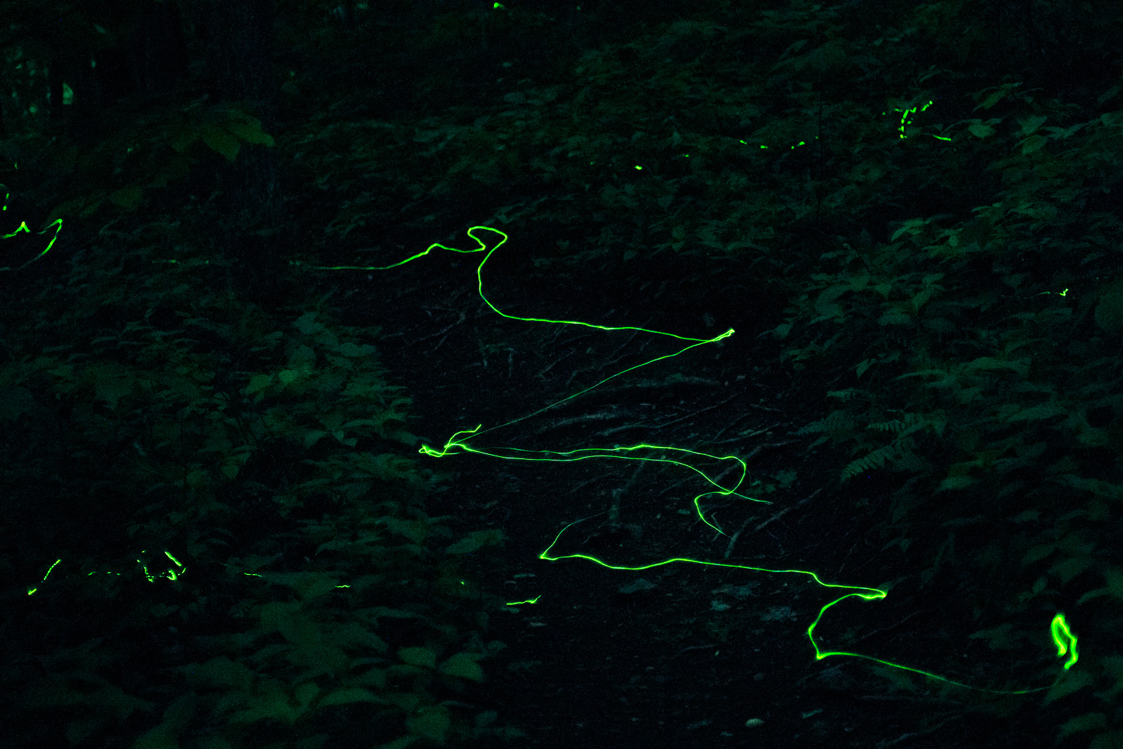 Blue Ghost Fireflies in a Zipper Line –
