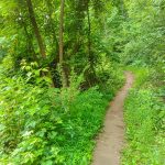 Little Hickory Top Trail Jungle