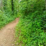 Little Hickory Top Trail