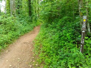 Little Hickory Top Trail