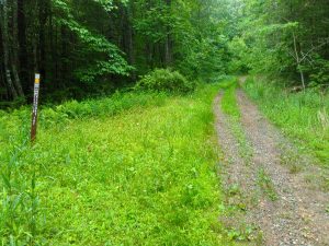 Little Hickory Top Trail Start