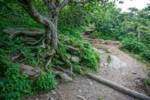 The Twisted Tree