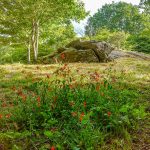 Mountains to Sea Trail near Beetree Gap