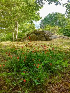 Mountains to Sea Trail near Beetree Gap