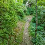 Lush Forest on the Snowball Trail