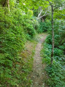 Lush Forest on the Snowball Trail