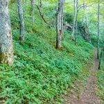 Open Forest on the Snowball Trail