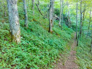 Open Forest on the Snowball Trail