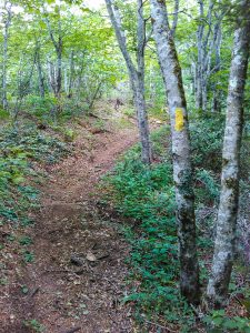 Yellow Blazed Snowball Trail