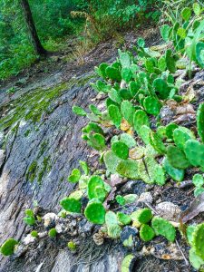 Prickly Pear Cactus