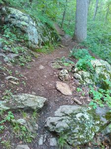 The Mountains to Sea Trail near Craven Gap