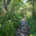 Grandfather Trail Rhododendrons