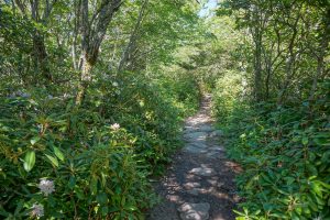 Grandfather Trail Rhododendrons