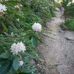 Rhododendron on the Bridge Trail