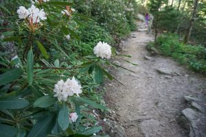 Rhododendron on the Bridge Trail