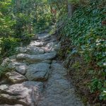 Rocks and Galax on the Bridge Trail