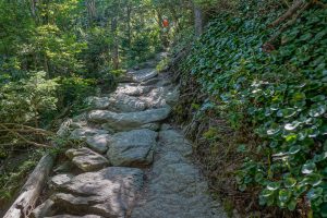 Rocks and Galax on the Bridge Trail