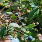 Blueberries on the Grandfather Extension Trail