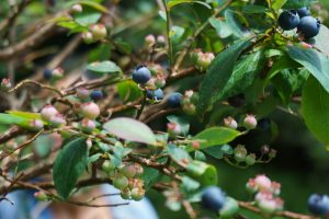 Blueberries on the Grandfather Extension Trail