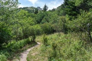 Swinging Bridge Area from the Grandfather Extension Trail