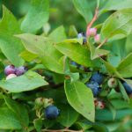 Ripening Blueberries