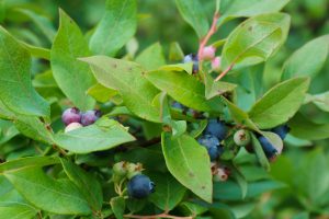 Ripening Blueberries