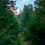 Grassy Ridgeline Trail