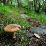 Mushroom beside the Mountains to Sea Trail