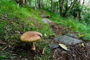 Mushroom beside the Mountains to Sea Trail