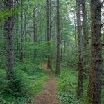 Trail through Norway Spruce