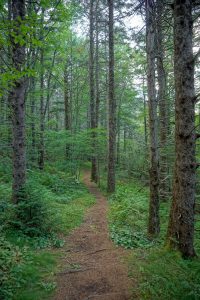 Trail through Norway Spruce