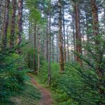 Mountains to Sea Trail through Spruce Forest