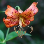 Turk's Cap Lily