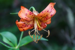 Turk's Cap Lily