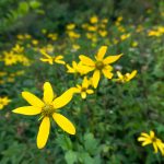 Fields of Wildflowers