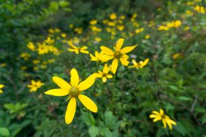 Fields of Wildflowers