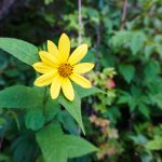 Wildflowers Beside the Trail