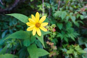 Wildflowers Beside the Trail