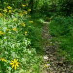 Buncombe Horse Range Trail Wildflowers