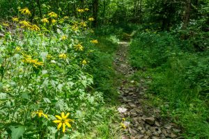 Buncombe Horse Range Trail Wildflowers