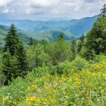 View from the Ridge Junction Overlook