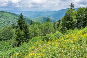 View from the Ridge Junction Overlook