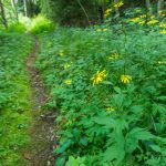 Wildflowers in Deep Forest