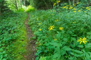 Wildflowers in Deep Forest