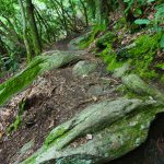 Mossy Rock on Upper Creek Falls Trail