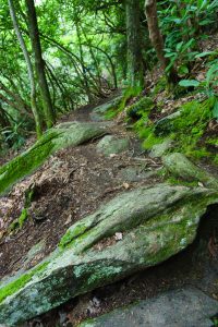 Mossy Rock on Upper Creek Falls Trail