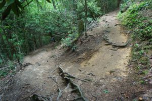 Upper Creek Falls Trail Switchback