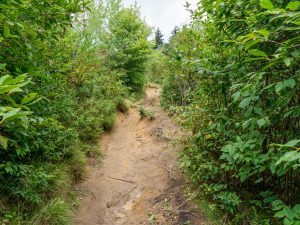 Graveyard Fields Loop Trail Erosion