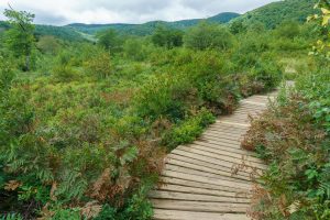 Boardwalk in Graveyard Fields